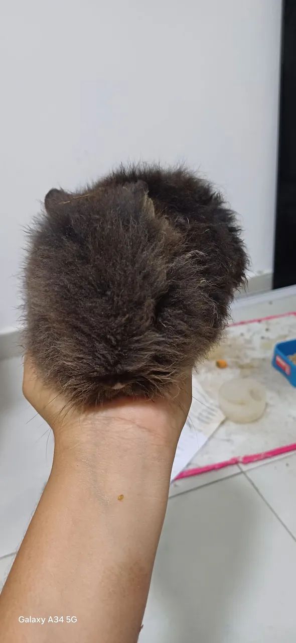 Coelhinho fofinho  - Foto 4