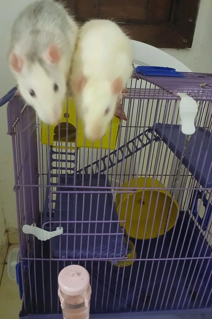Dois ratos brancos em gaiola - Foto 3
