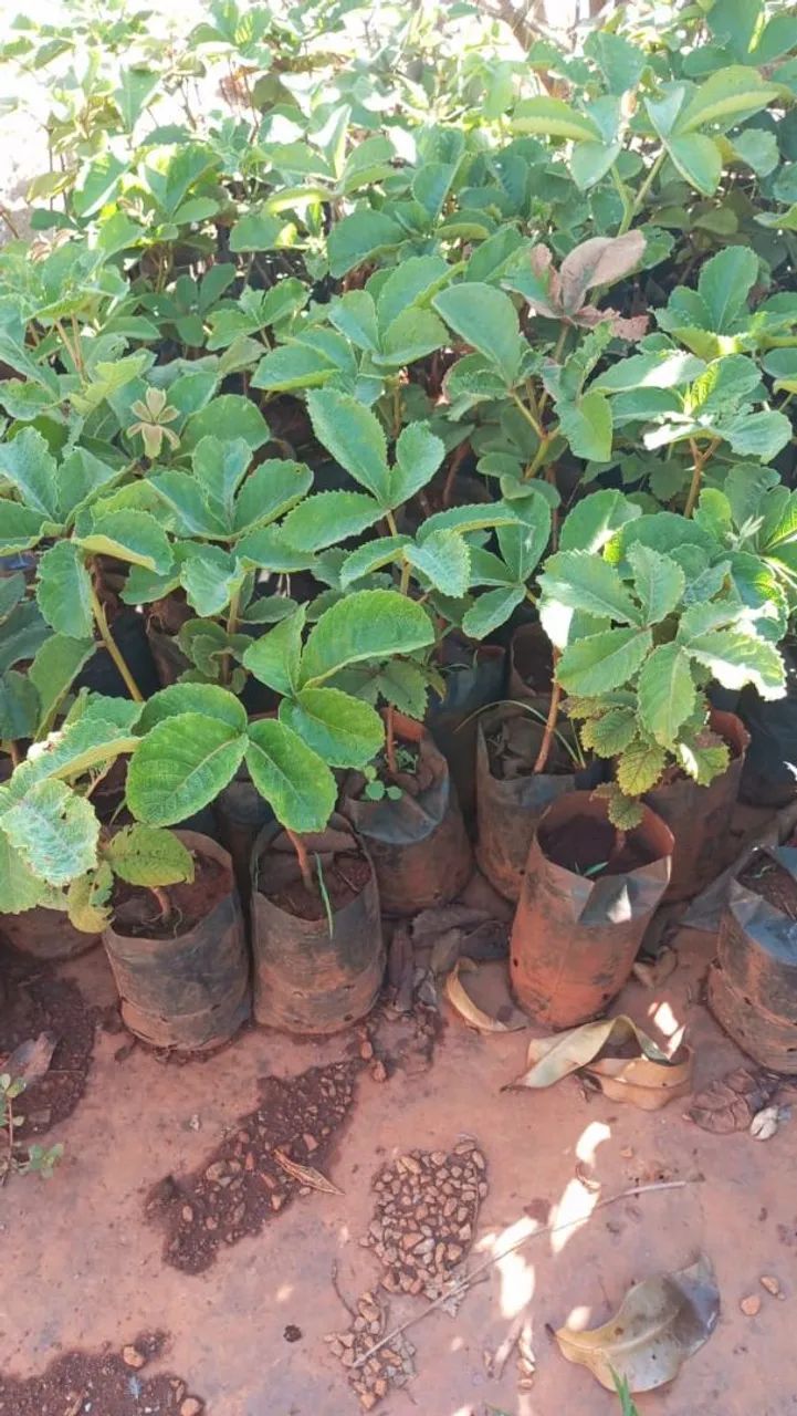 Mudas de pequi - Foto 5