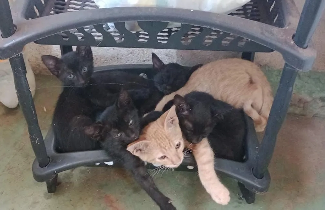 Filhotes de gato para adoção