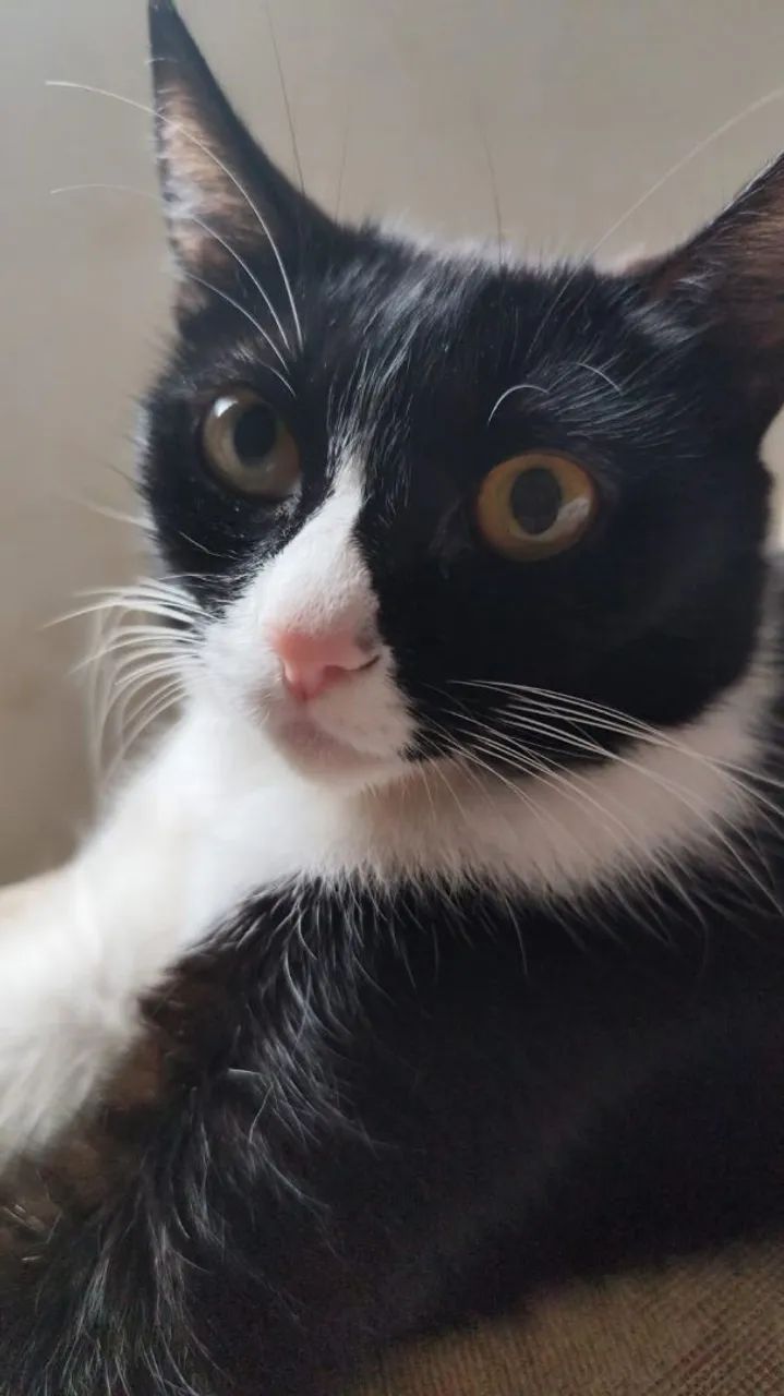 Doação gata castrada - Foto 5