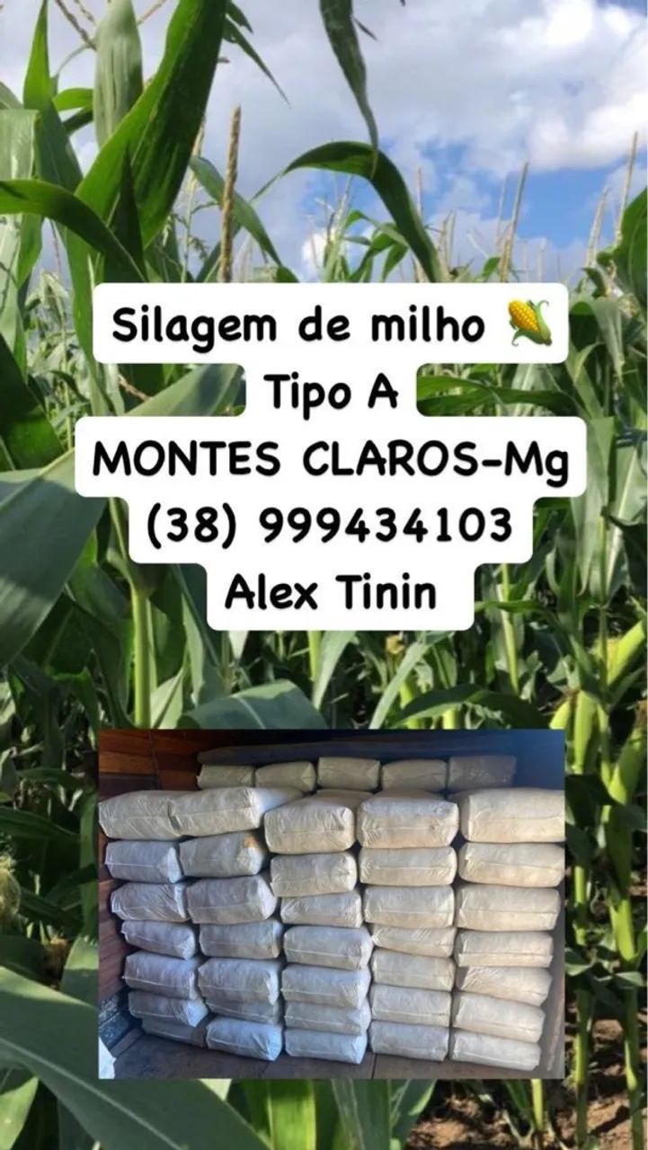 Silagem de milho!  - Foto 3