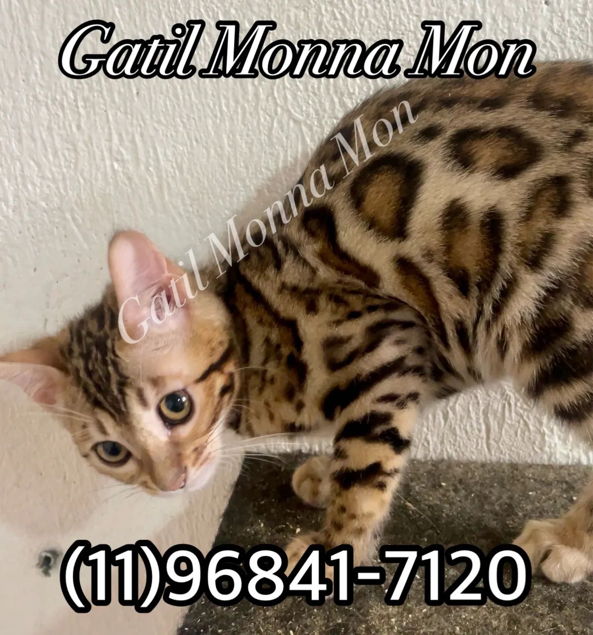 Bengal a pronta entrega, fotos reais e atuais  - Foto 6