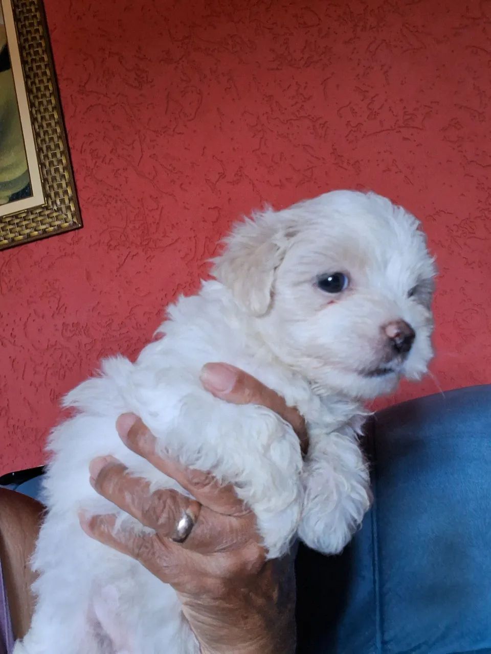 Menina linda Filhote  Maltês  - Foto 3