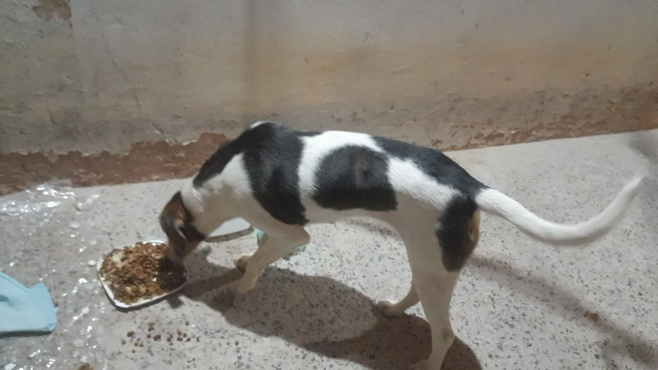 Cachorro Tricolor para Adoção