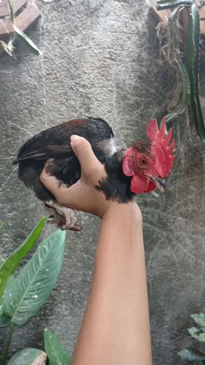 Galo mini modelado. - Foto 2