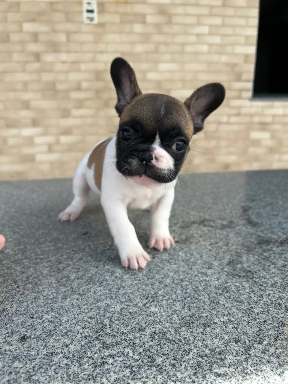 Filhote de Bulldog Francês