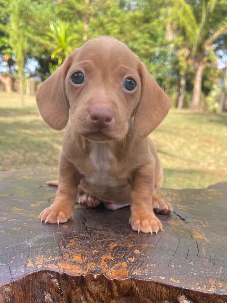 Filhote de Dachshund Macho - Fofo e Charmoso!