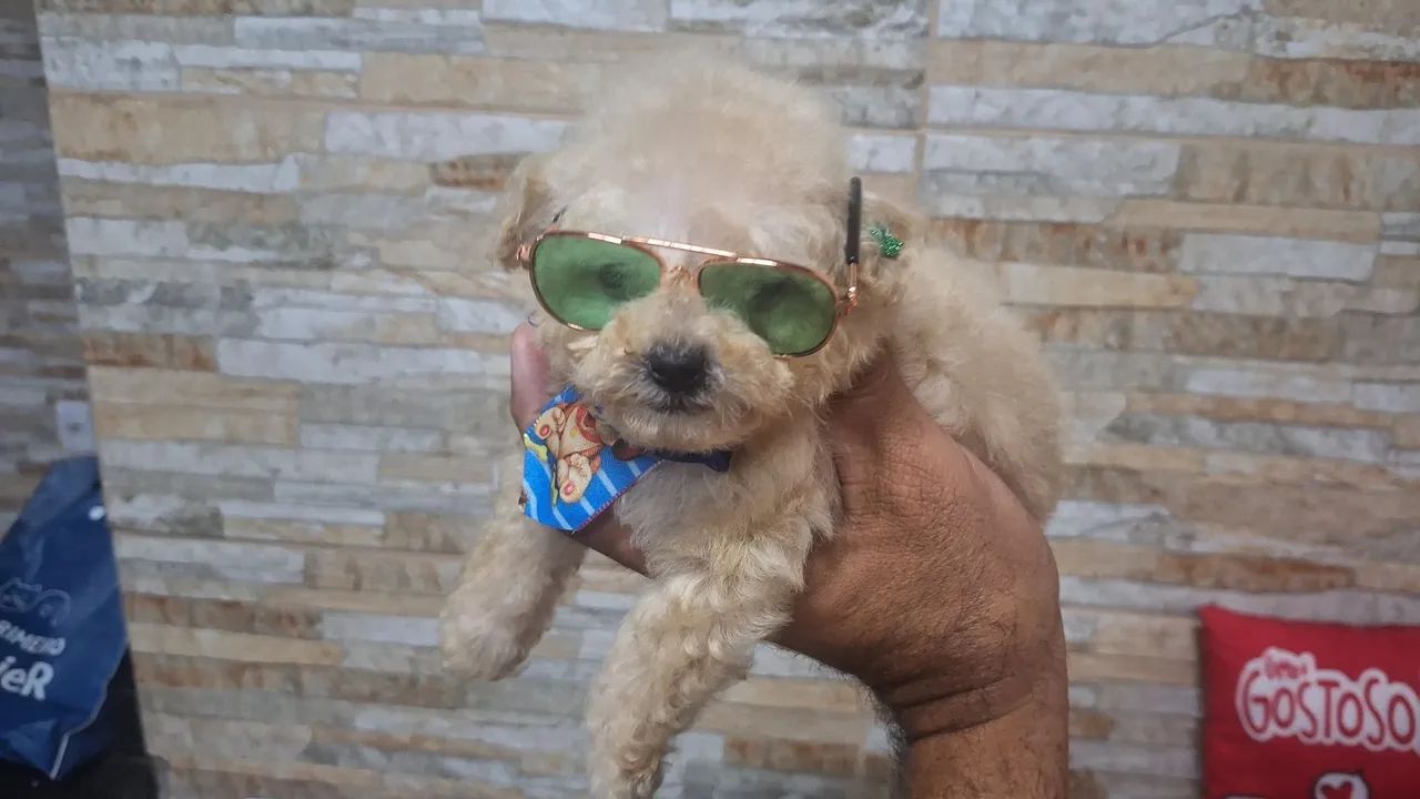 POODLE TOY ORIGINAL PURICIMO COM PEDIGREE E GARANTIA POR ESCRITO NO CONTRATO  - Foto 6