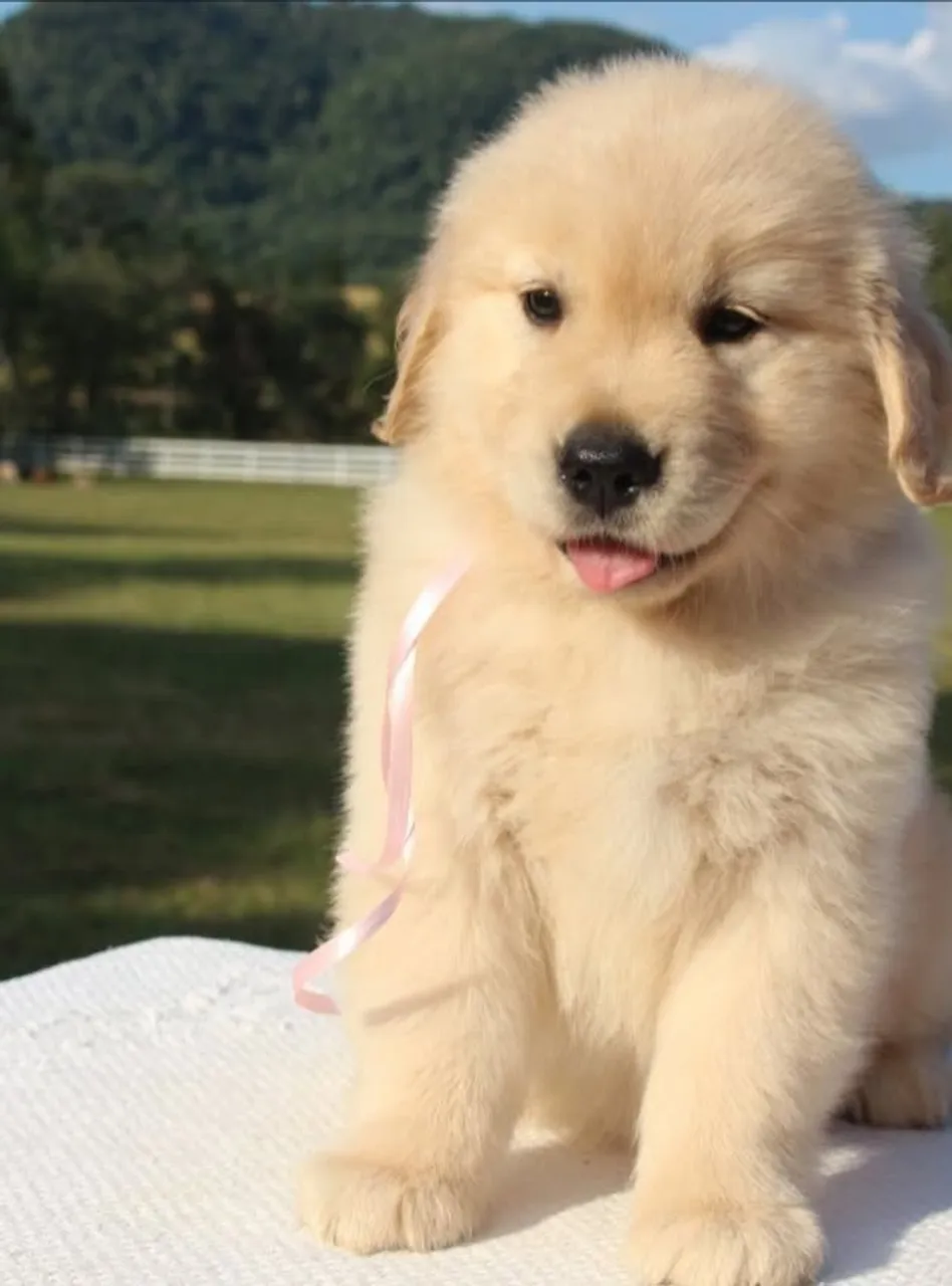 Filhote Golden Retriever fofa e carinhosa