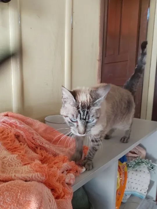 Doação gatinha castrada