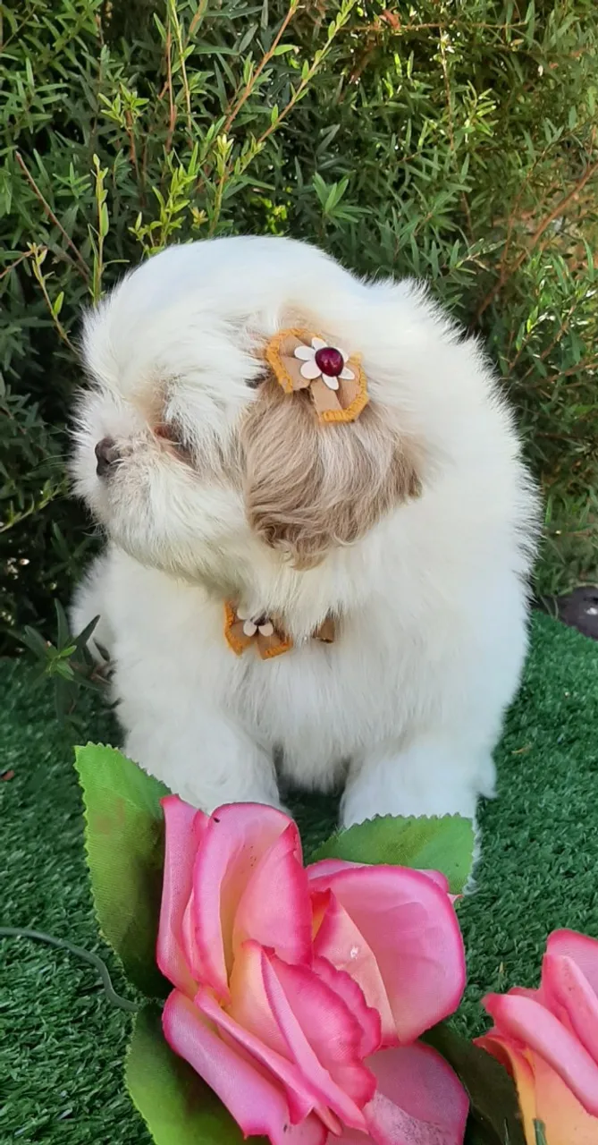 Presenteie com muito amor com essas LINDAS BABYS SHIH-TZU