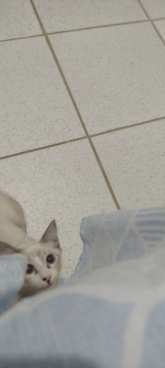 Gatinho lindo e carinhoso - Foto 3