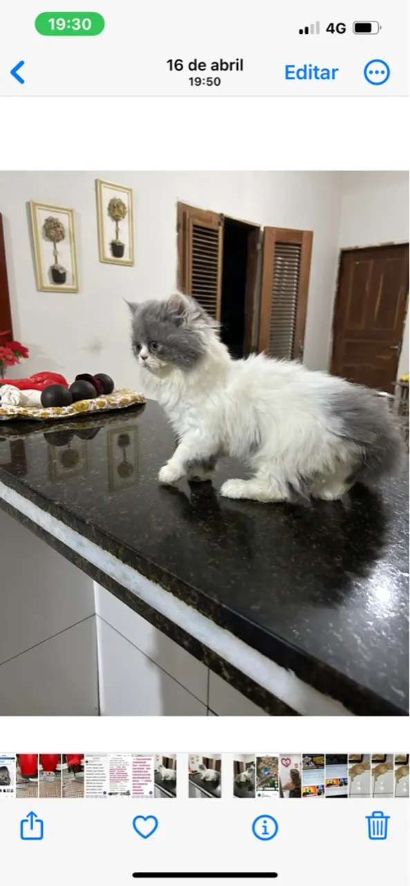 Vendo gata persa.