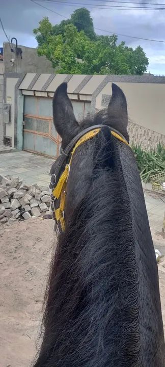 Cavalo preto campolina  - Foto 4