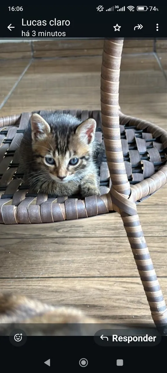 Gato da raça, Gato de bengala
