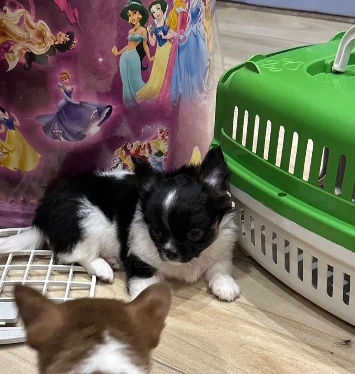Chihuahua machinho pelo longo maravilhoso!