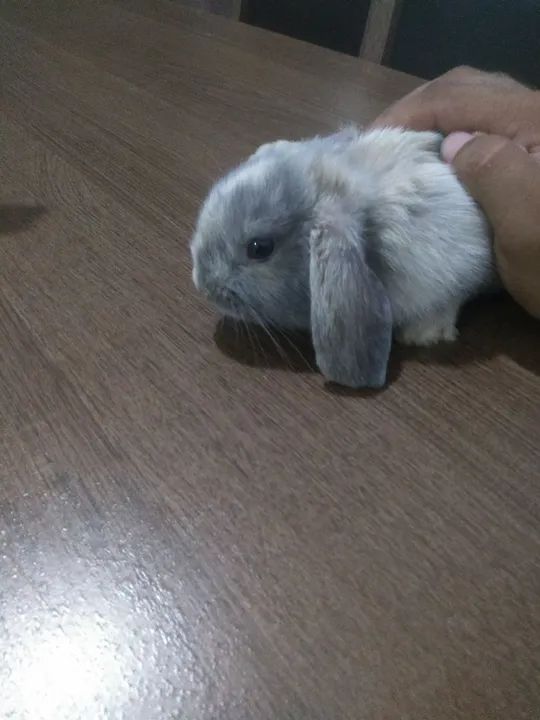 Coelho Mini Loop - Foto 3