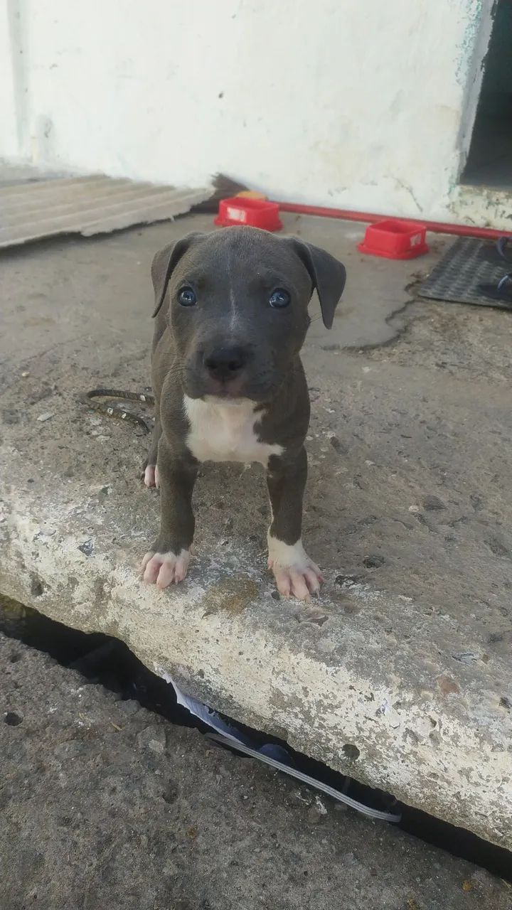 Filhote de Pitbull