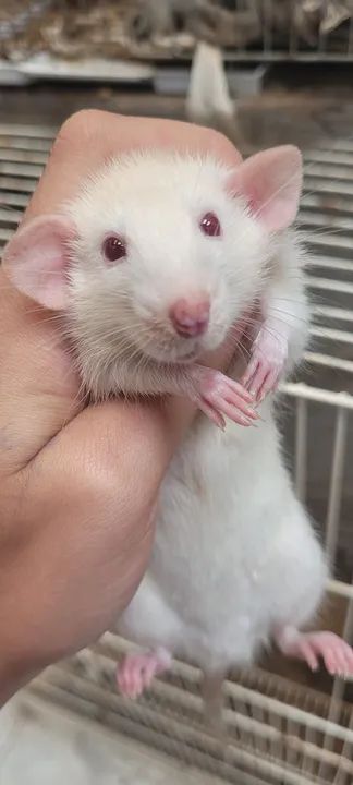 Rato Twister/ Rato mercol, ratinho de laboratório  - Foto 3