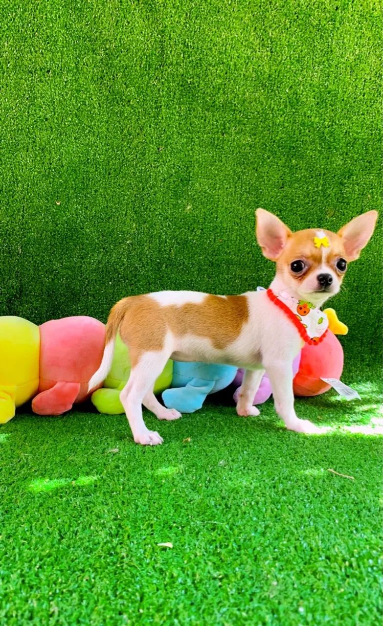 Chihuahua Fêmea Pelo curto MINÚSCULA  - Foto 4