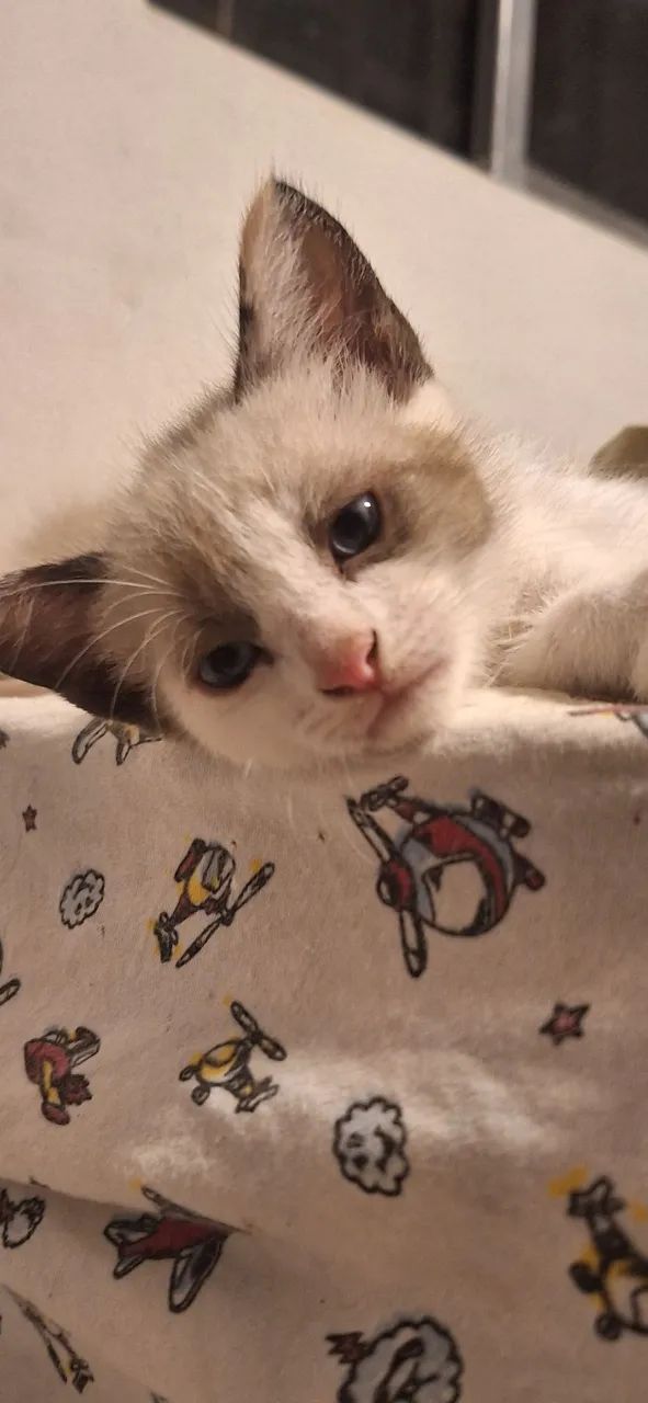 Gatos para adoção RESPONSÁVEL! - Foto 3