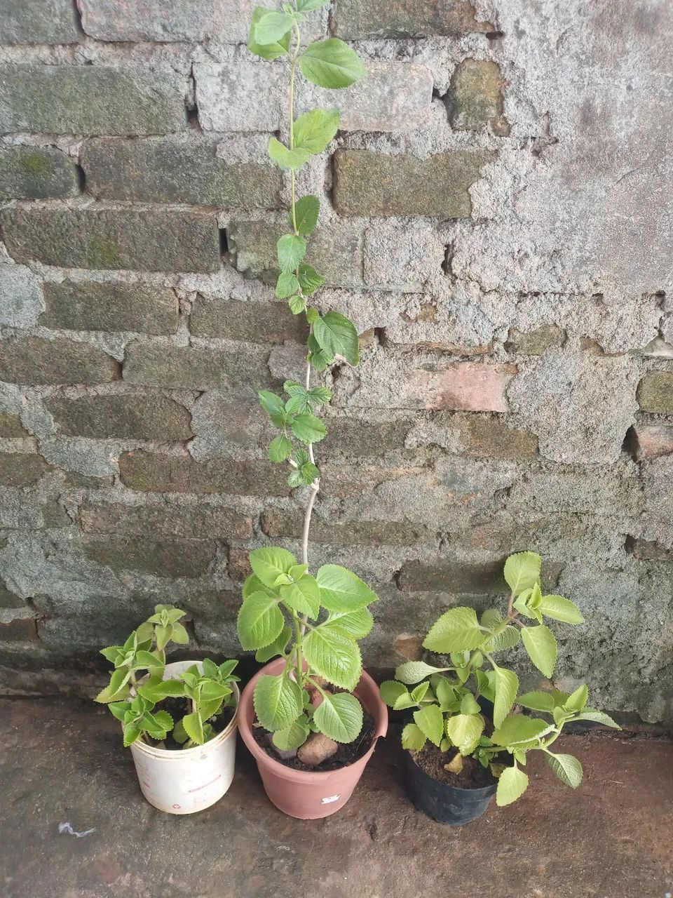 Vendo mudas frutíferas  - Foto 5