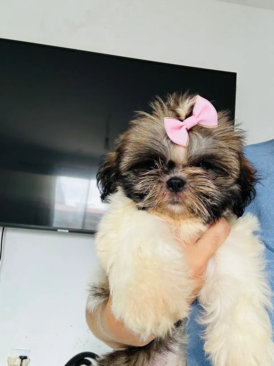 Filhote Shih Tzu Fêmea disponível 