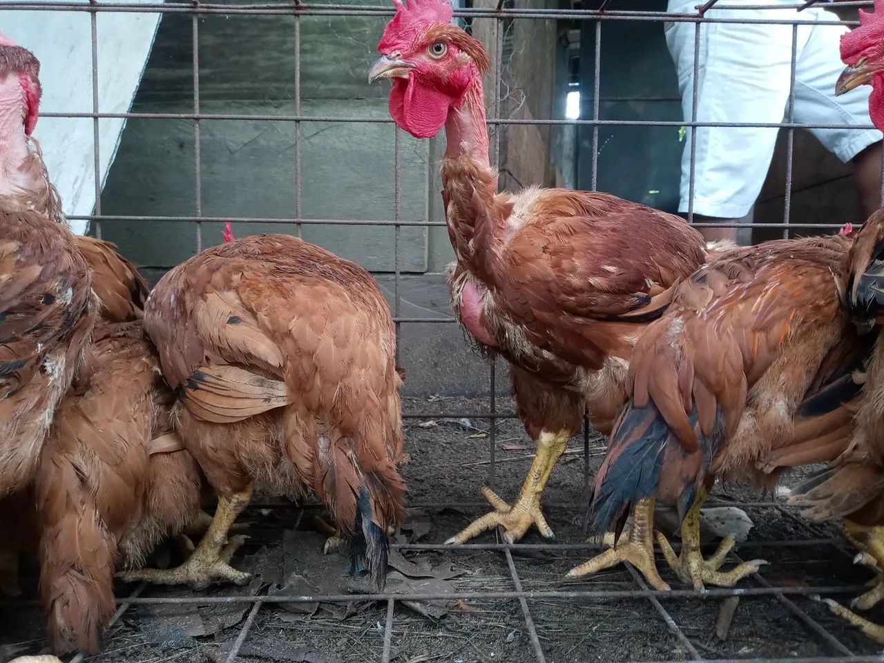 Caipirão - R$ 60,00 - Foto 3