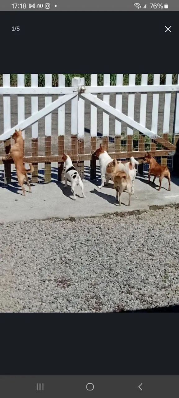 Cuido de Pets  - Foto 2