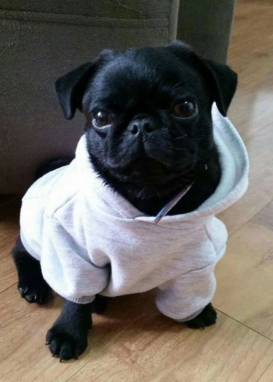 Pug adorável com casaco