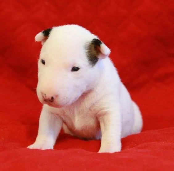 Bull Terrier à venda - Personalidade forte, lealdade inabalável