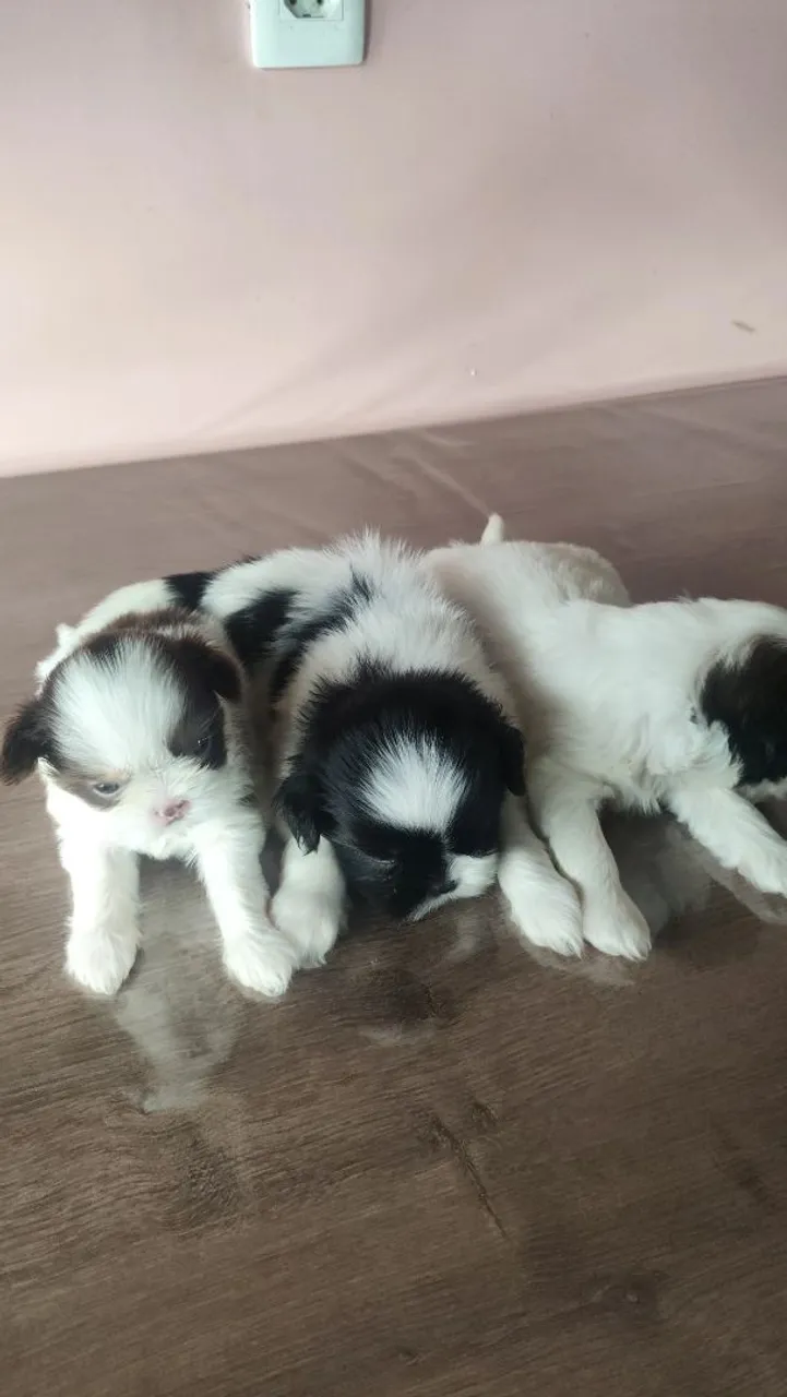Filhotes Shih Tzu - Lindos e Carinhosos!
