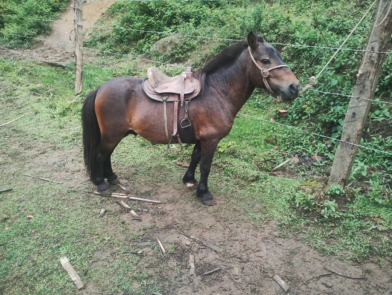 Pônei para passeios - Ideal para crianças - Foto 3