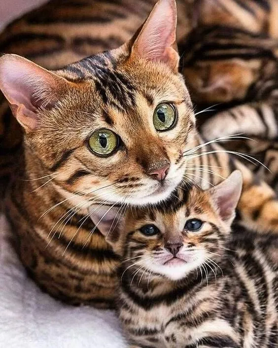 Excelente Raça - Filhote Bengal