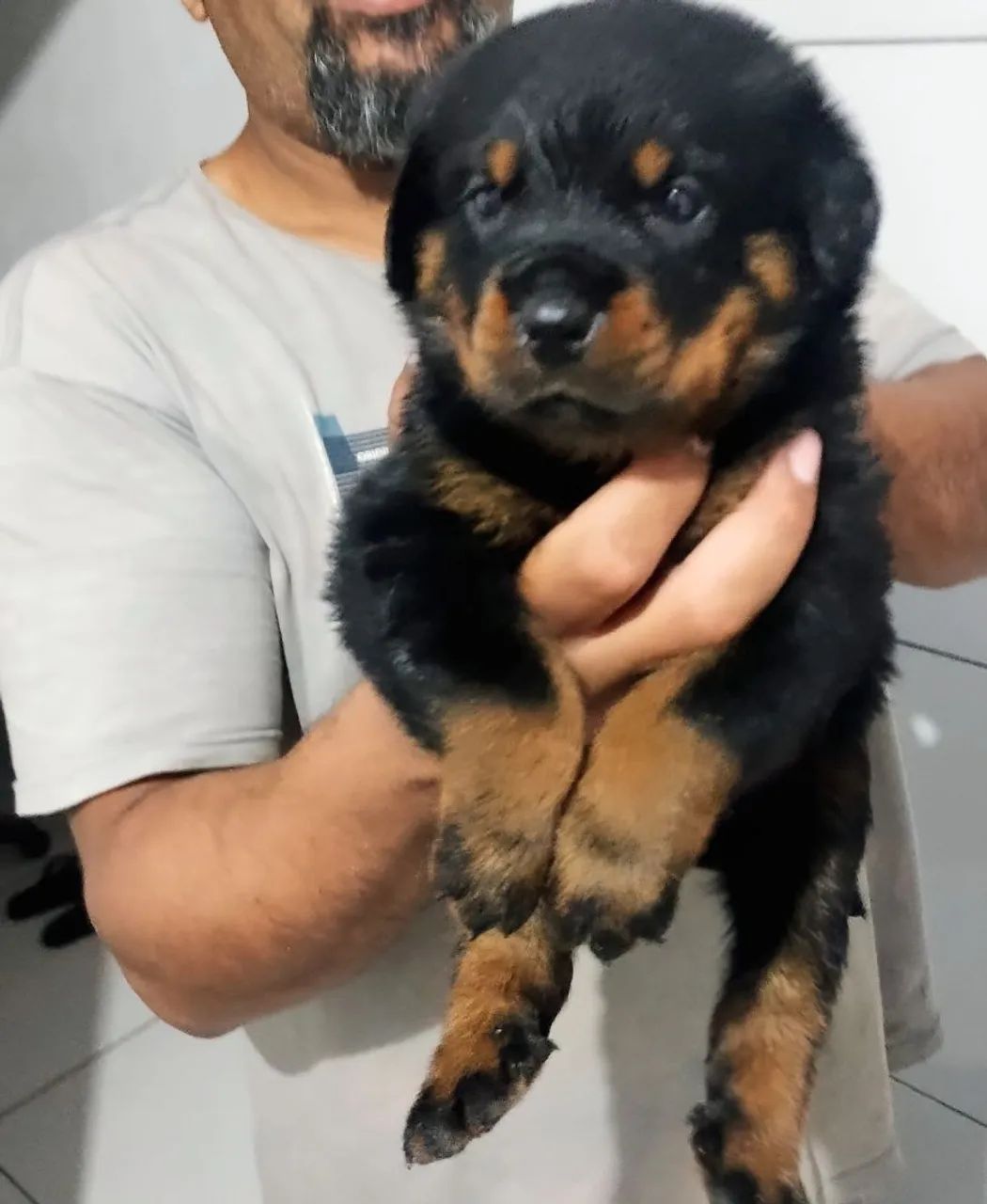 Rottweiler  - Foto 4