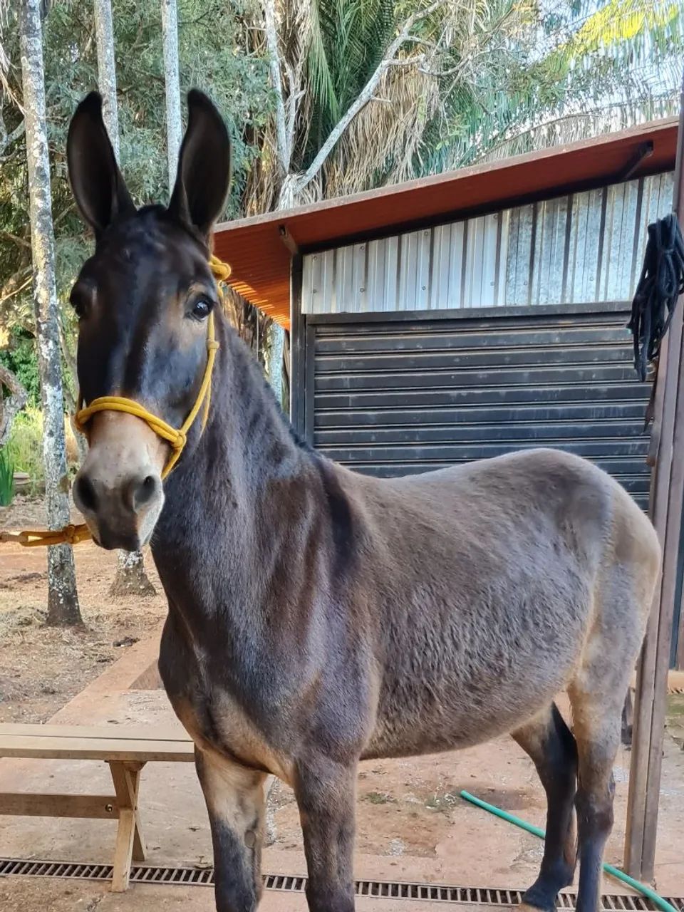 Burro marchador para venda - Foto 4