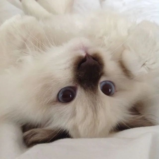 Ninhadas selecionadas e de alto padrão - Rgadoll