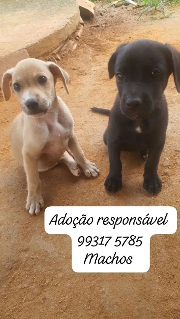 Doação de filhotes de cães - Foto 3