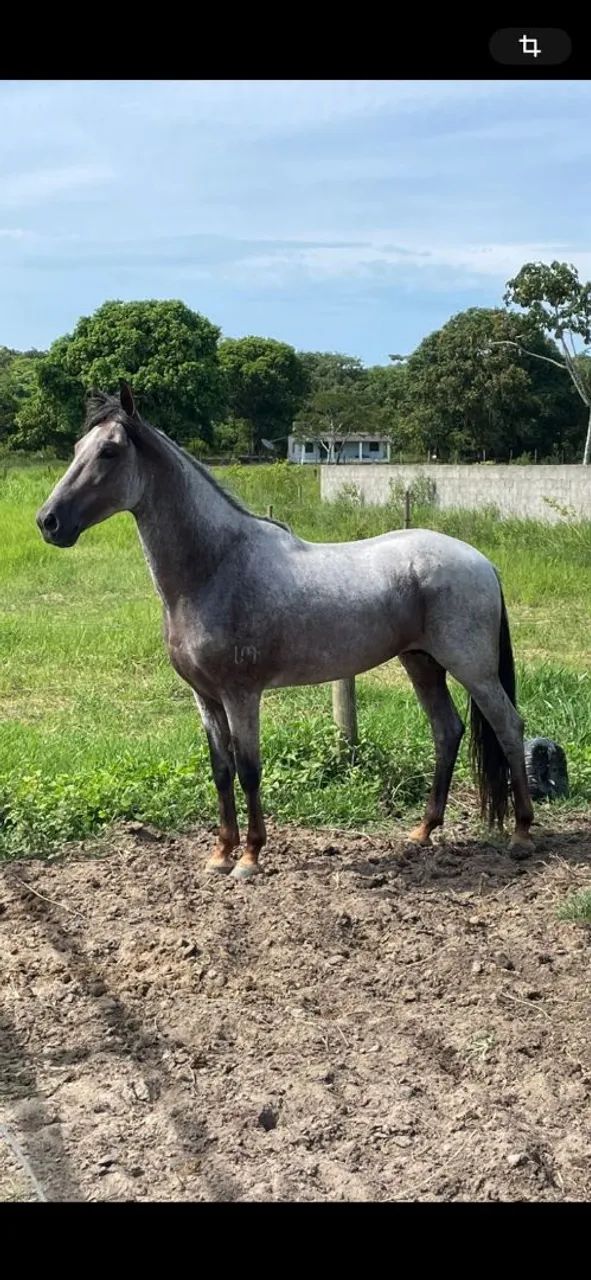 Cavalo Mangalarga Marchador - Foto 3
