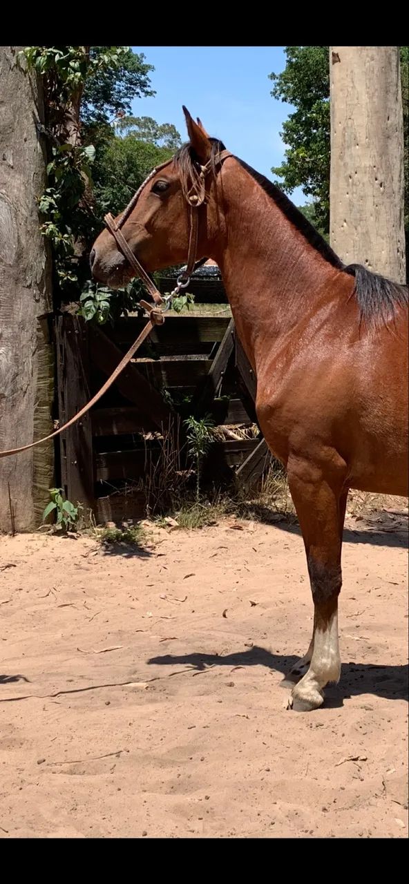 Potranca crioula - Foto 2