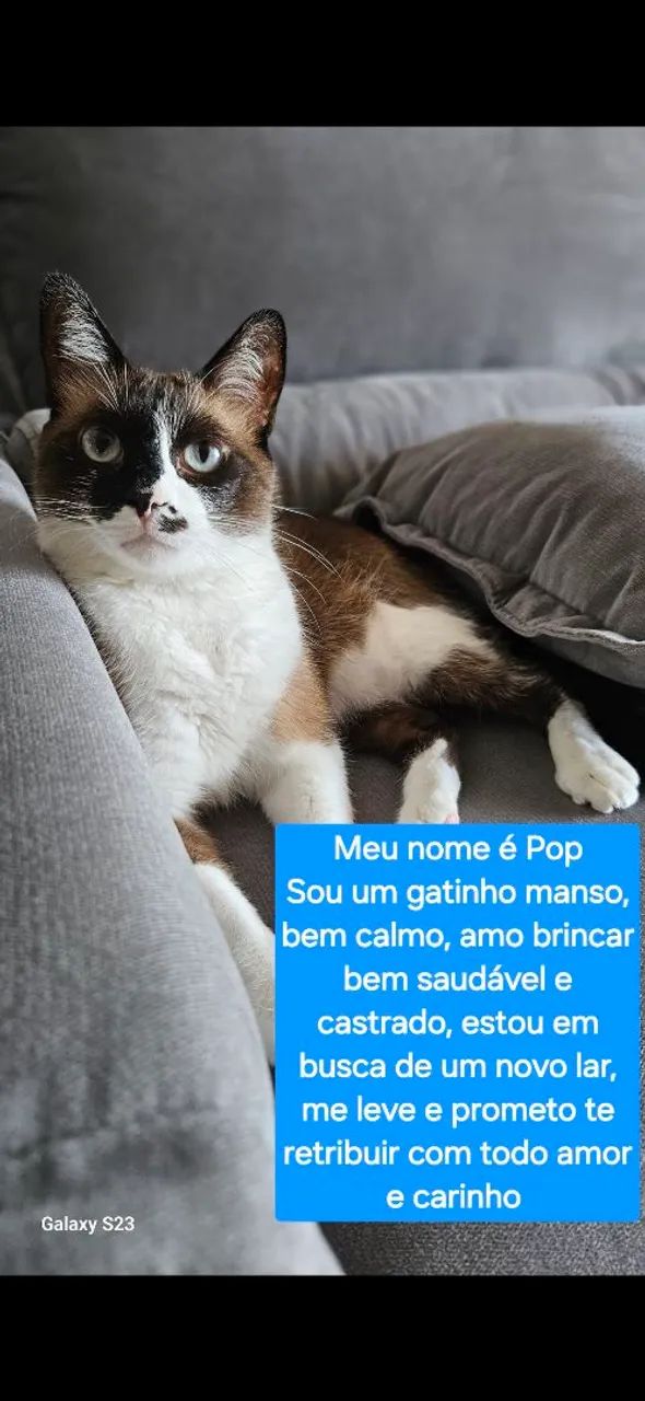 Gatinho Manso e saudável 