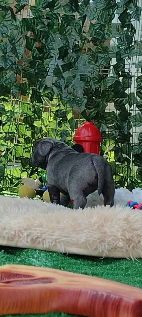 Filhote de Bulldog Inglês - Foto 3