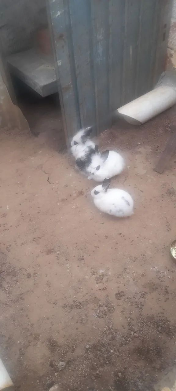 Venda de coelhos pegar no local  - Foto 2