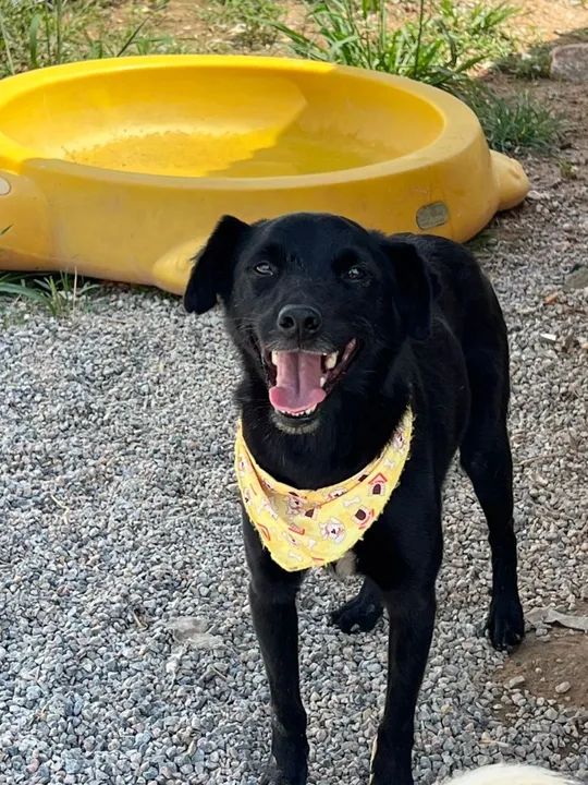 Cachorro Adorável Procurando Lar! - Foto 3