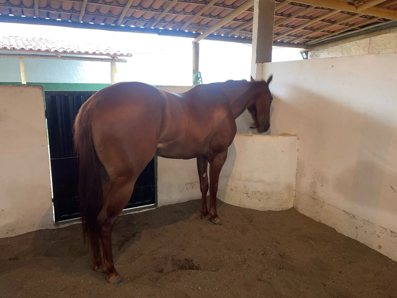Potra Quarto de Milha 