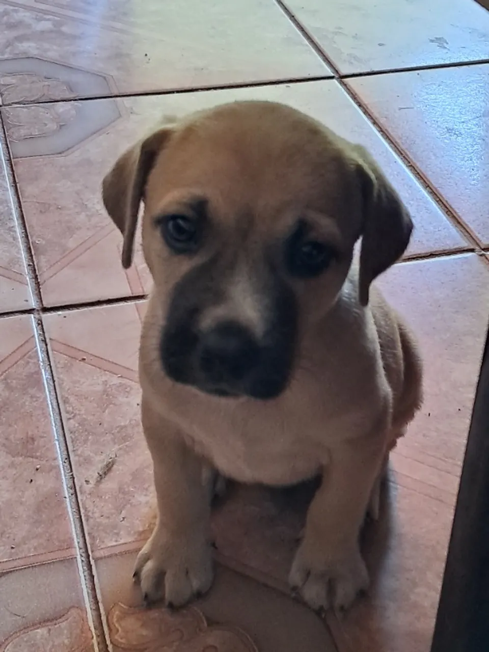 Doação Filhotes de cães
