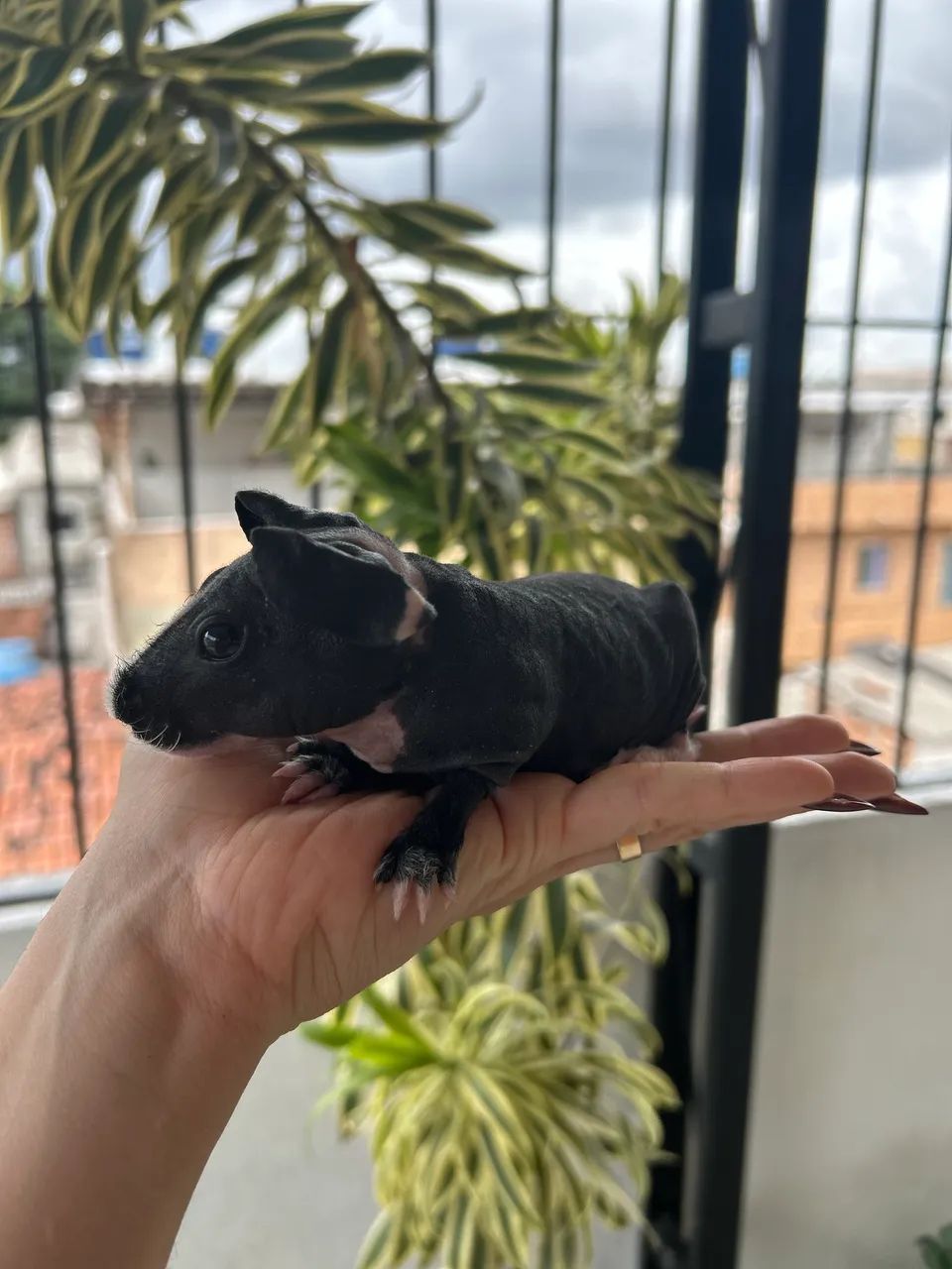 Porquinho da índia skinny - Foto 3