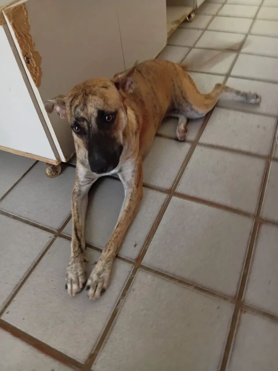 Animais para adoção  - Foto 2