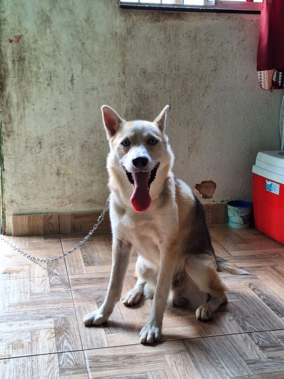 Husky. Procuro Namorada